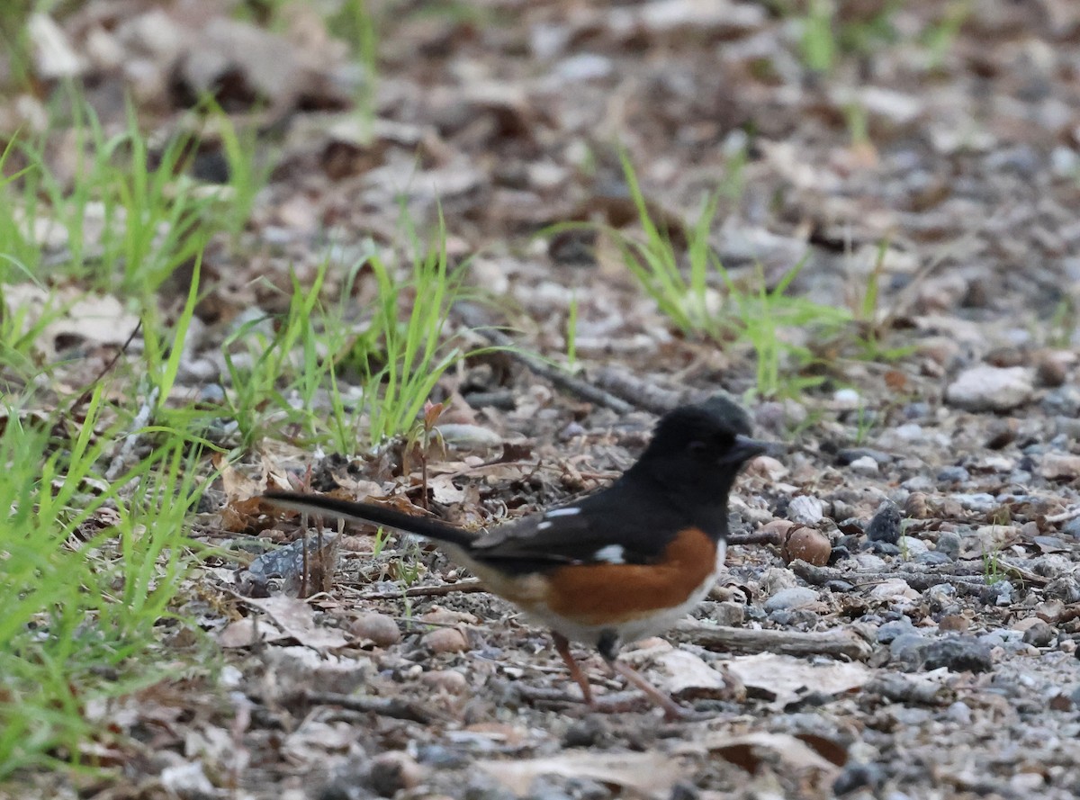 Eastern Towhee - Lisa Goodwin