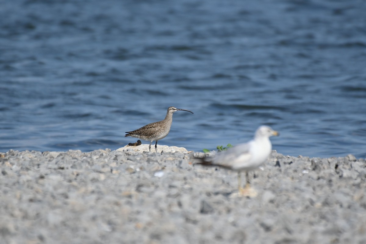 Whimbrel - Rick Luehrs