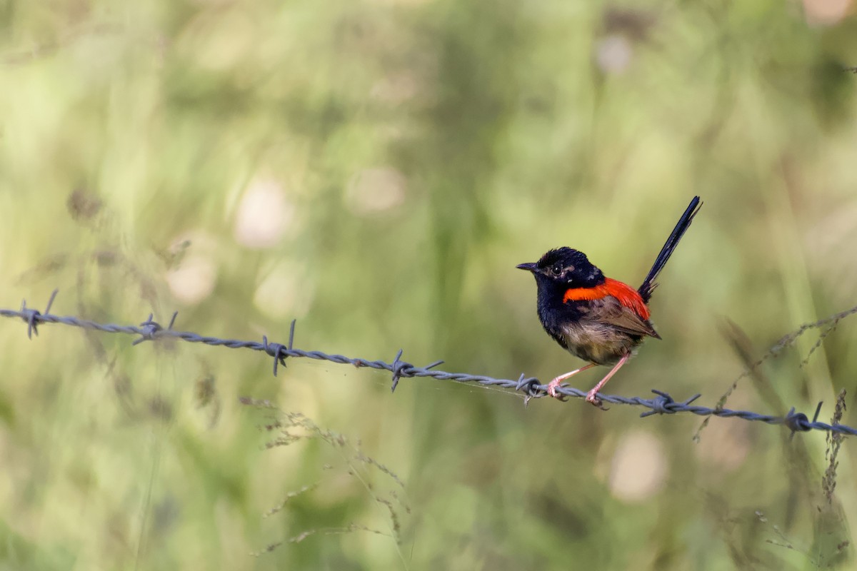 Red-backed Fairywren - ML619420389