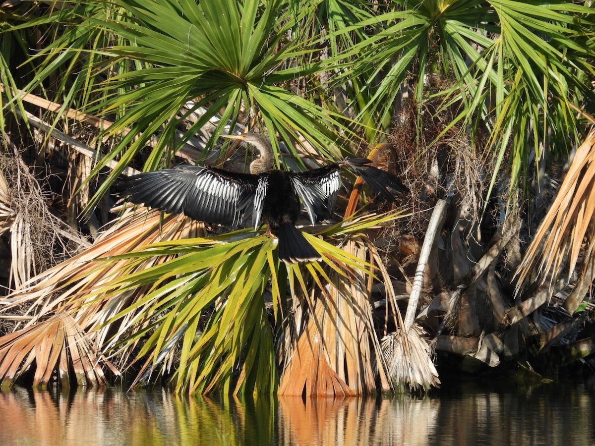 Anhinga - Denise Rychlik