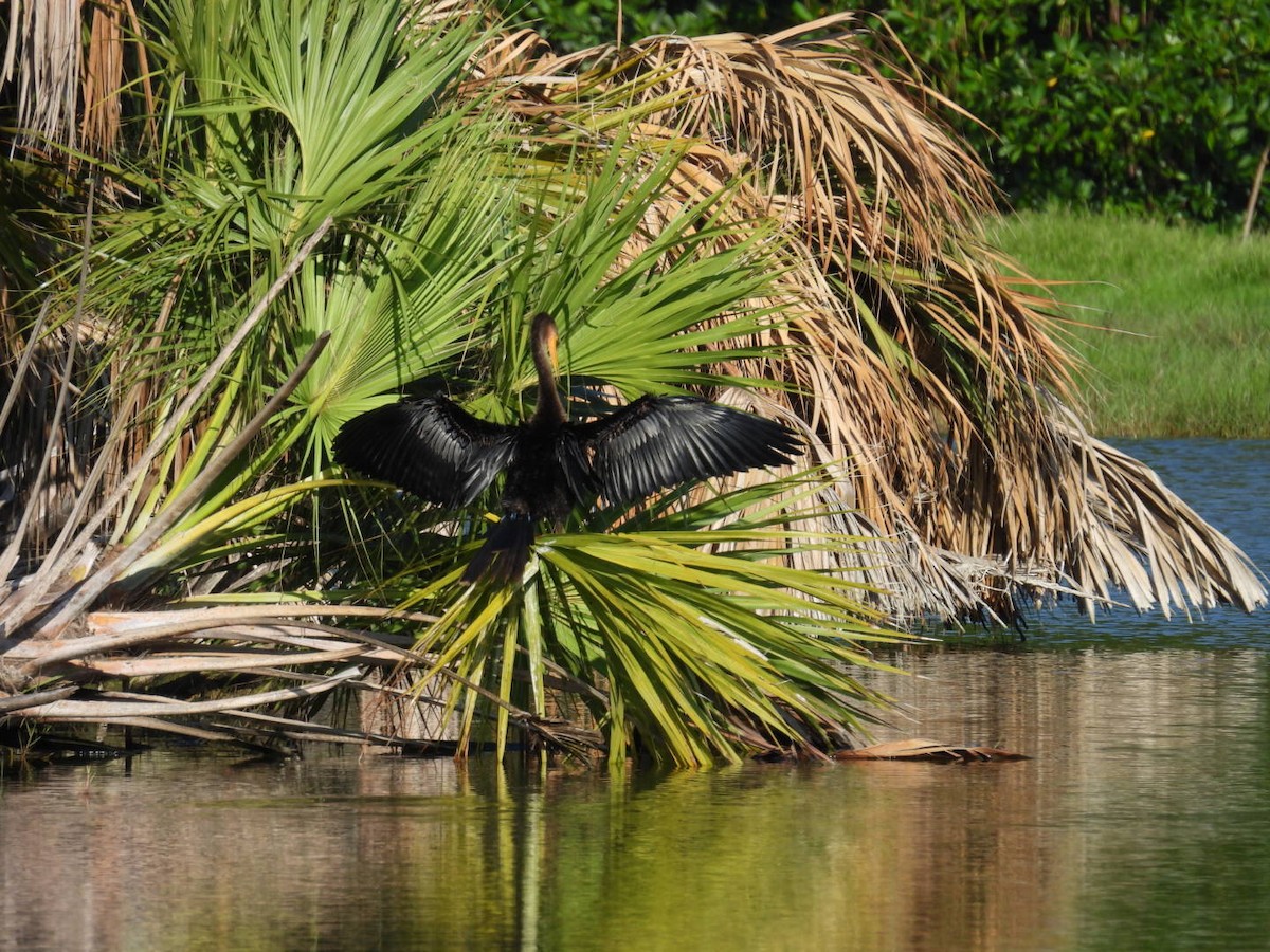 Anhinga - Denise Rychlik