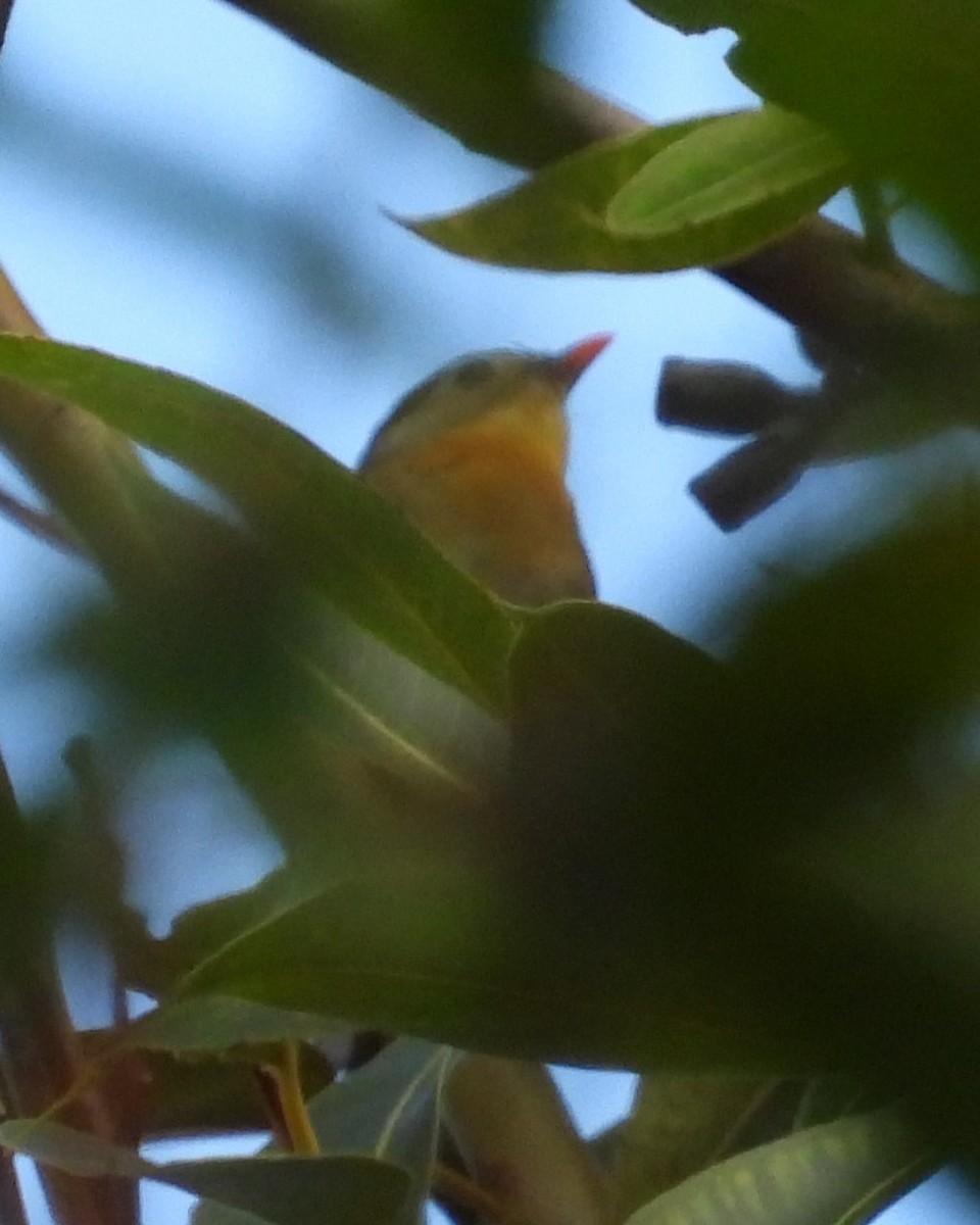 Red-billed Leiothrix - Nick Komar