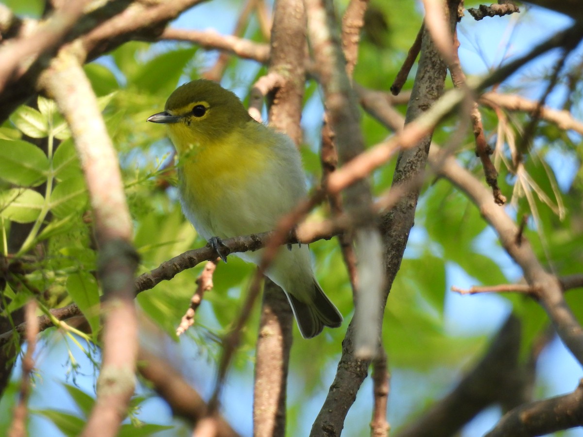 Viréo à gorge jaune - ML619420398