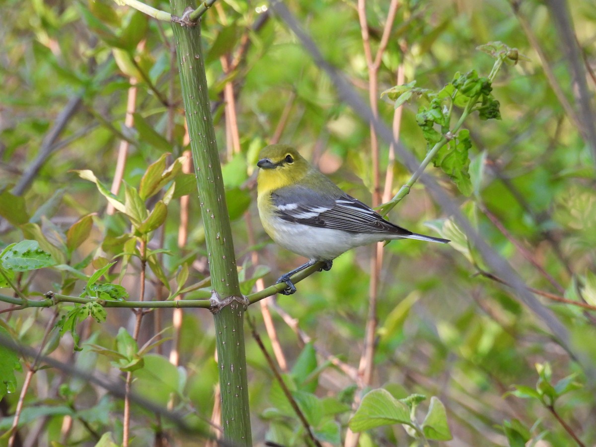 Yellow-throated Vireo - ML619420405