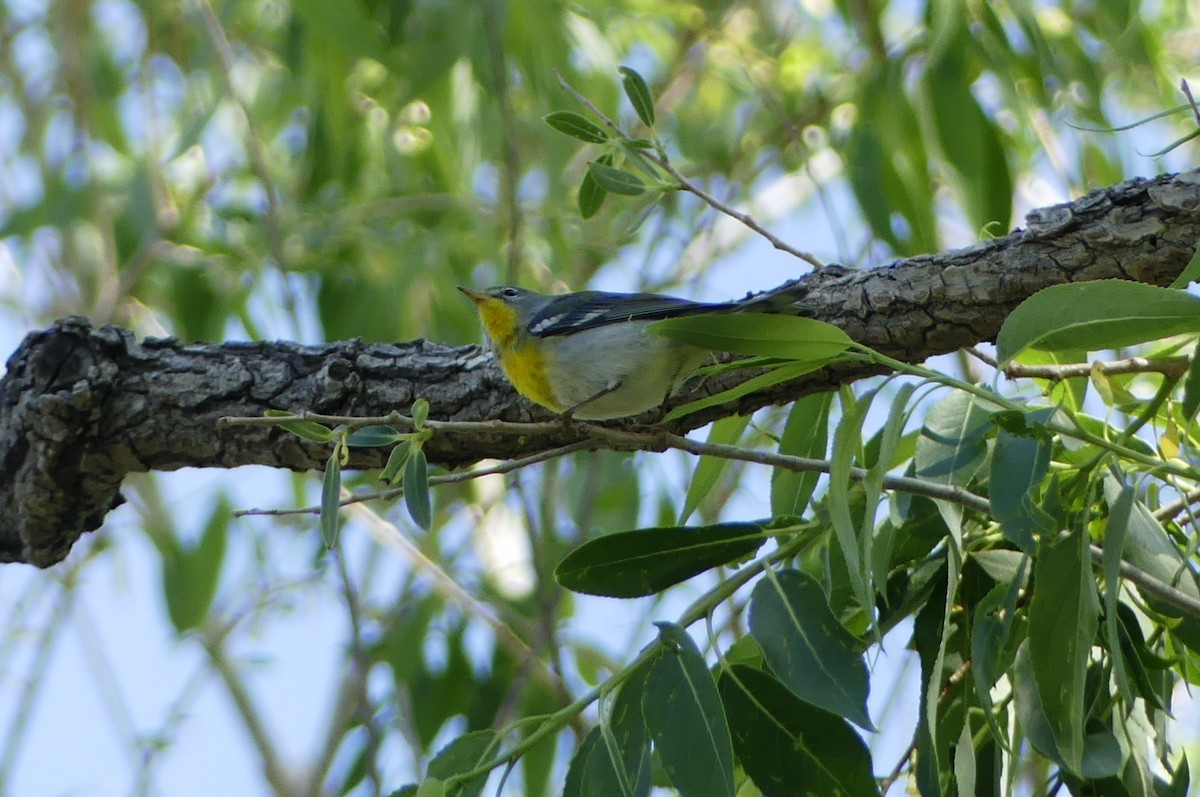 Northern Parula - ML619420407