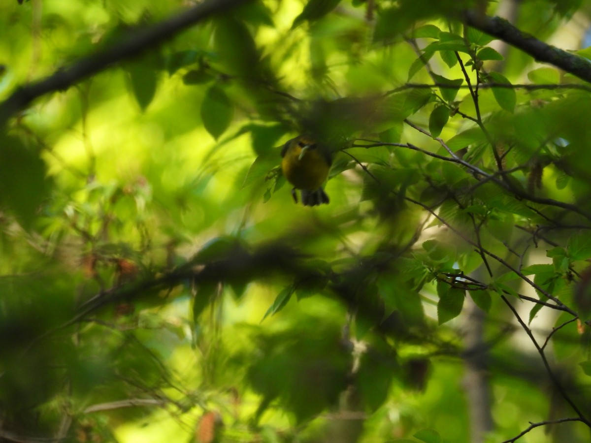 Blue-winged Warbler - Aiden Saari