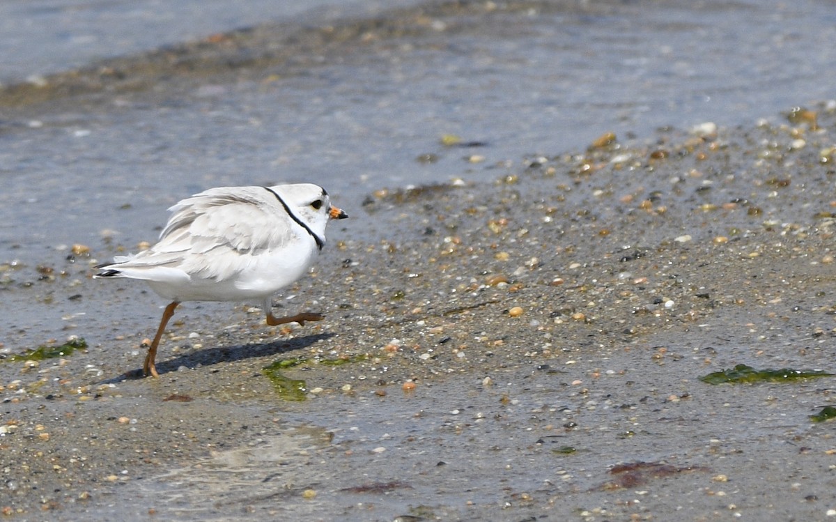 Piping Plover - Claudia C