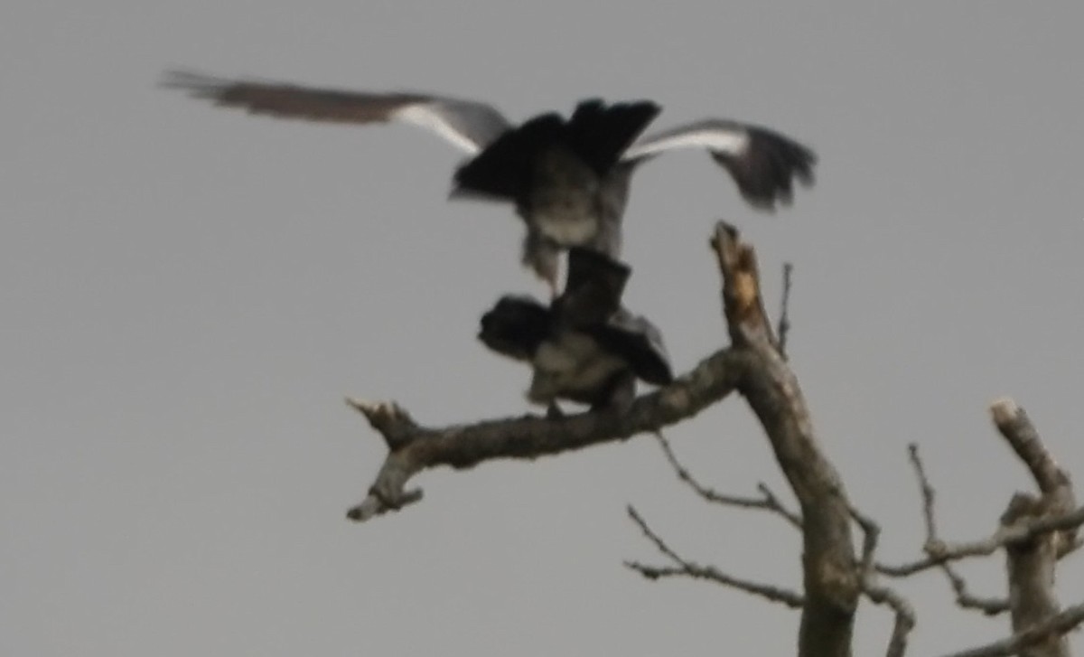 Mississippi Kite - Sarah Bissell