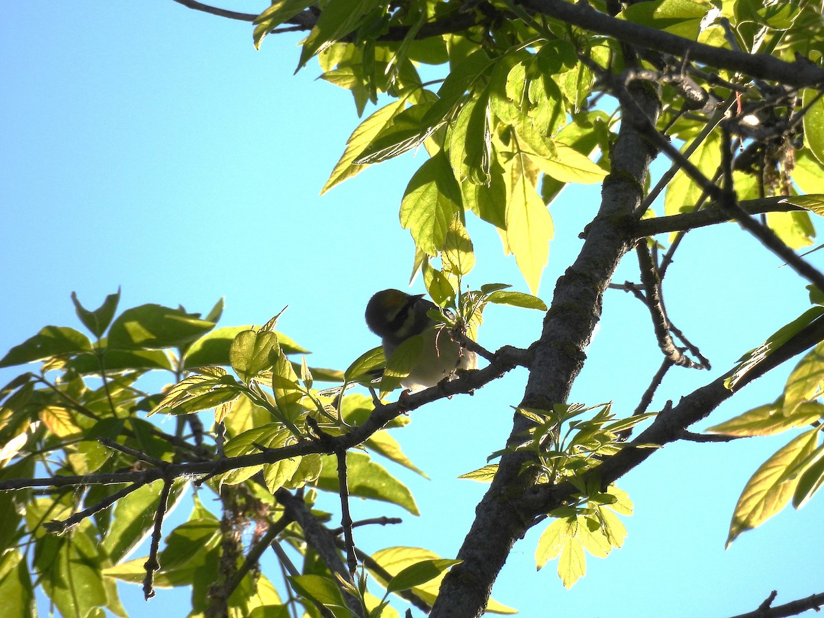 Golden-winged Warbler - Aiden Saari