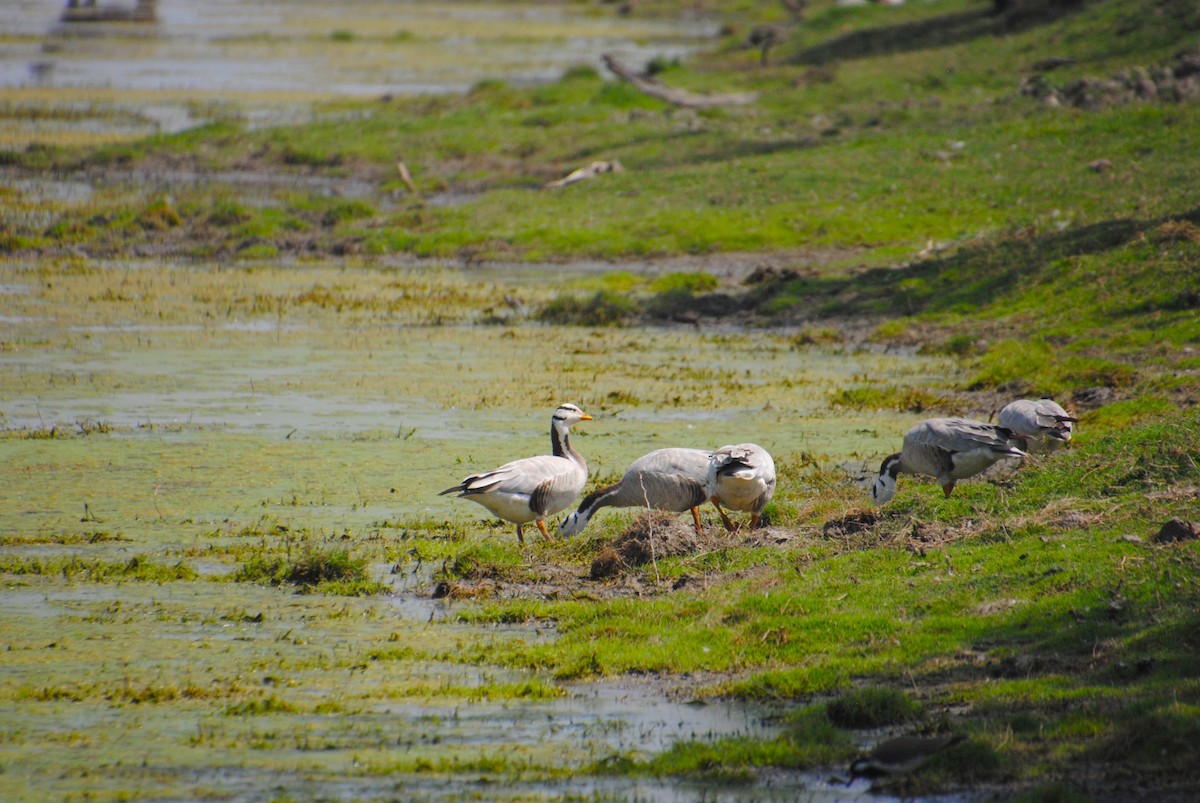 Bar-headed Goose - Alyssa DeRubeis