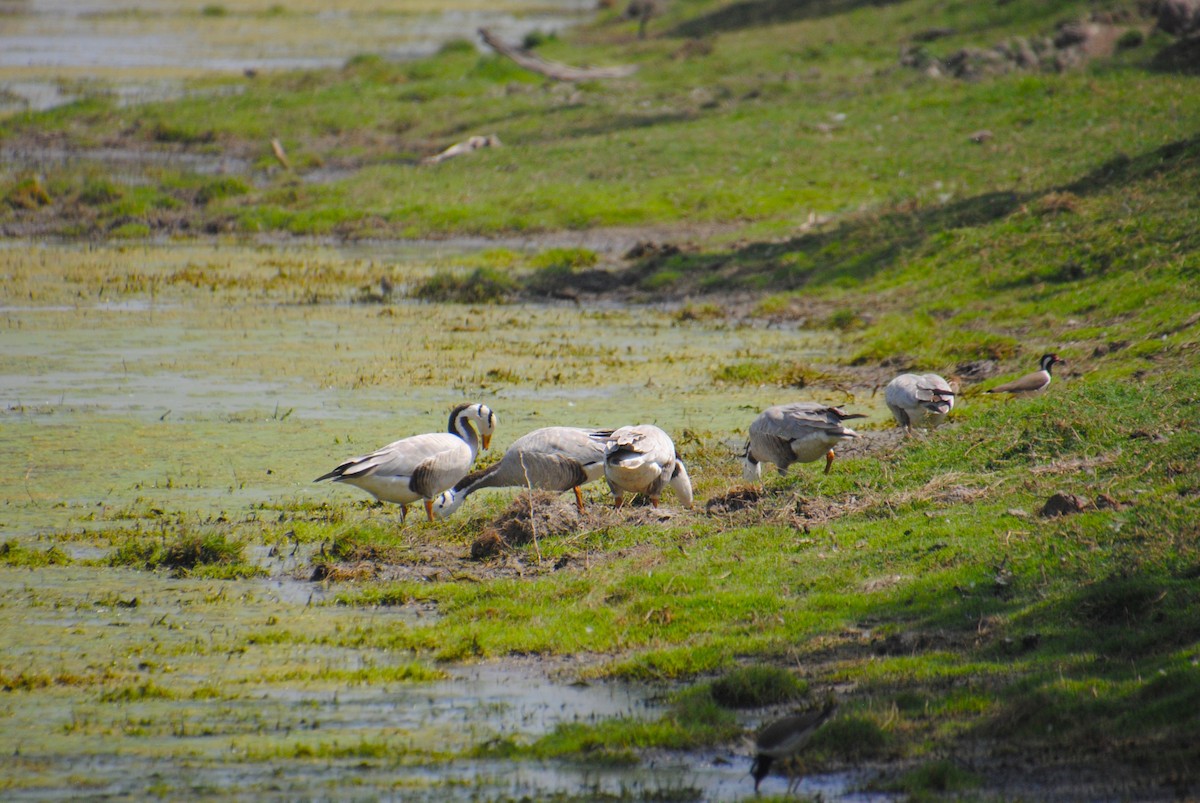 Bar-headed Goose - Alyssa DeRubeis