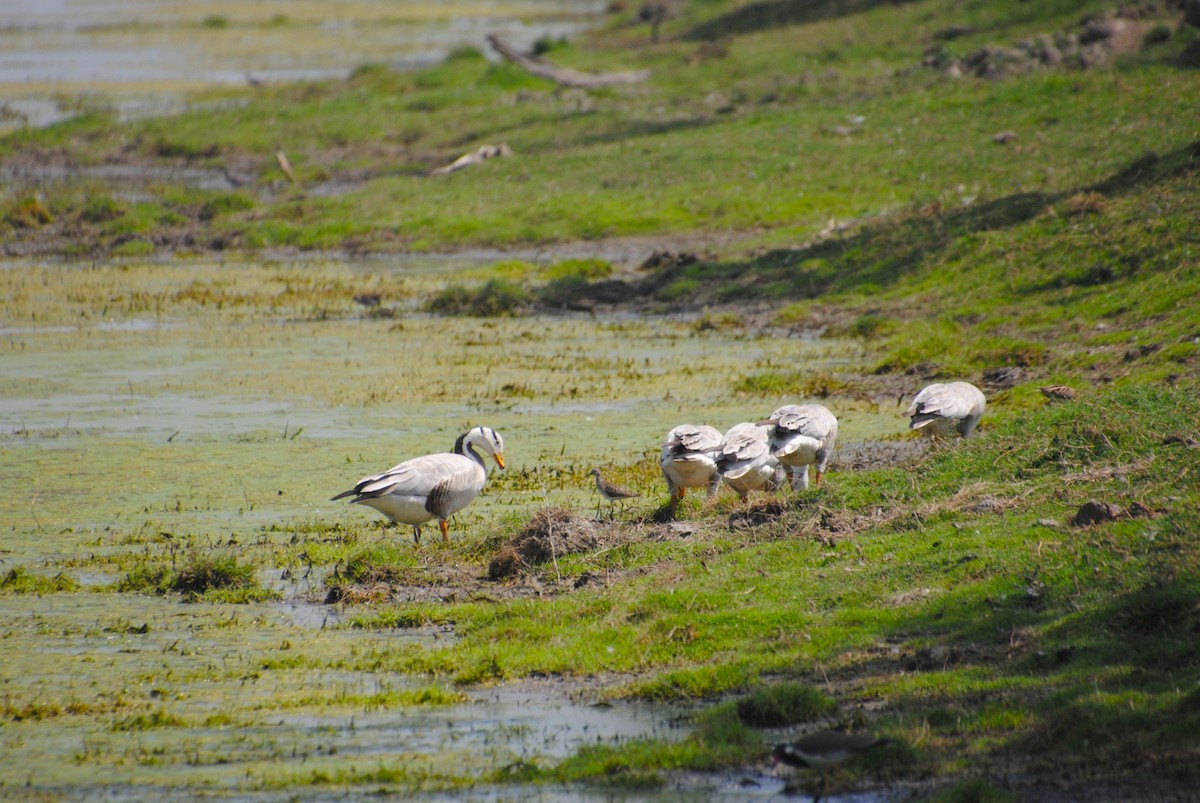 Bar-headed Goose - Alyssa DeRubeis