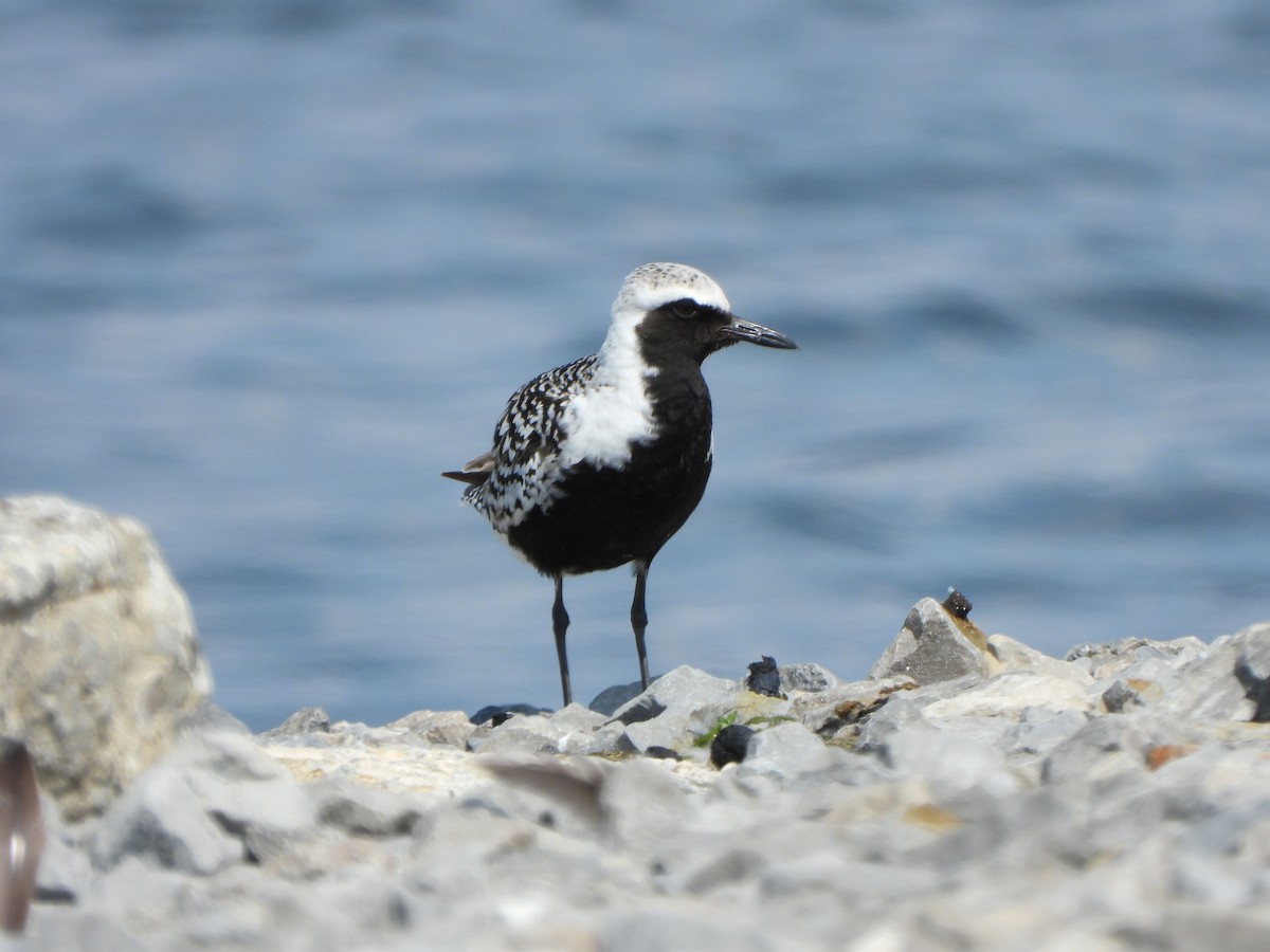 Black-bellied Plover - Rick Luehrs