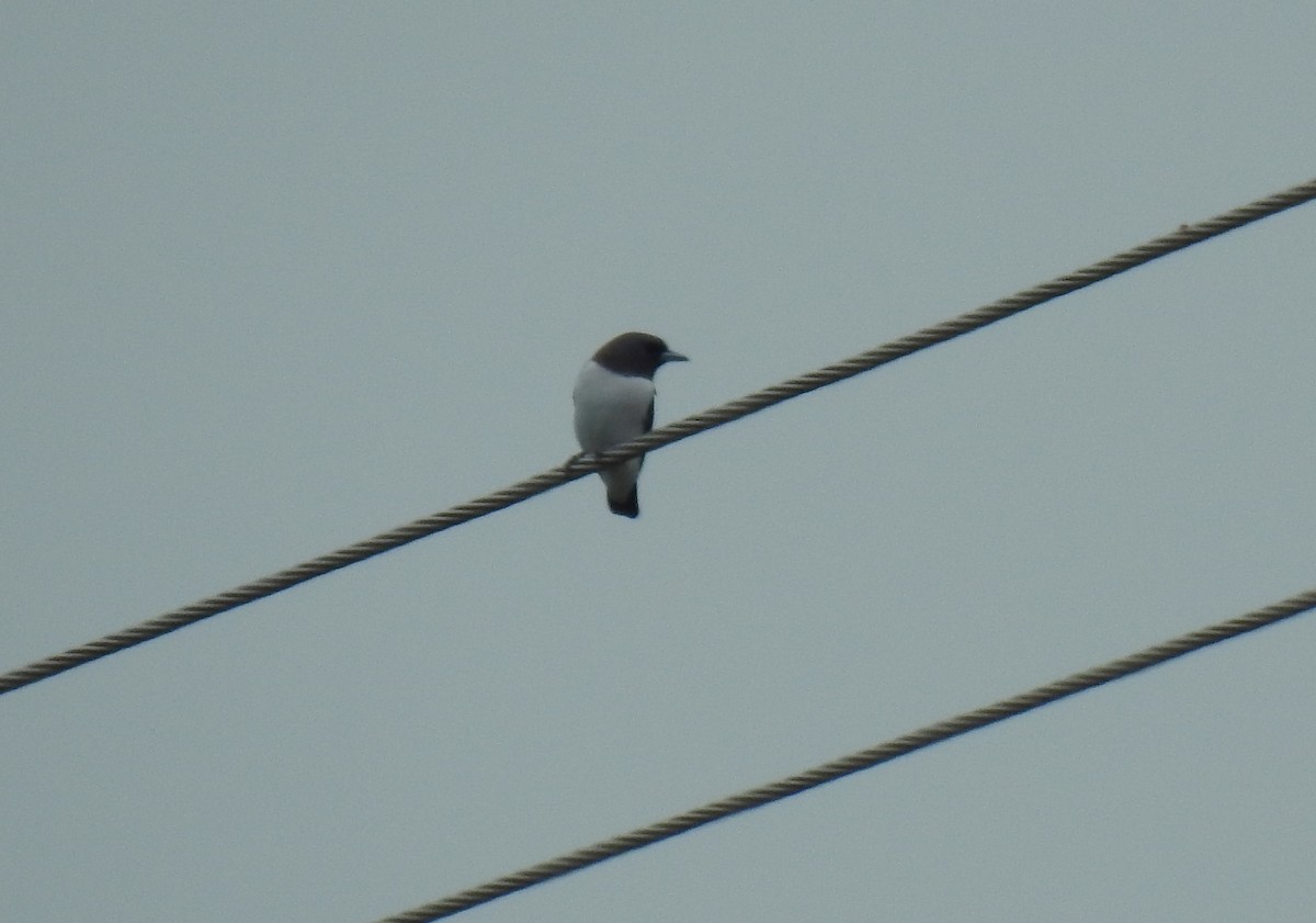 White-breasted Woodswallow - Monica Mesch