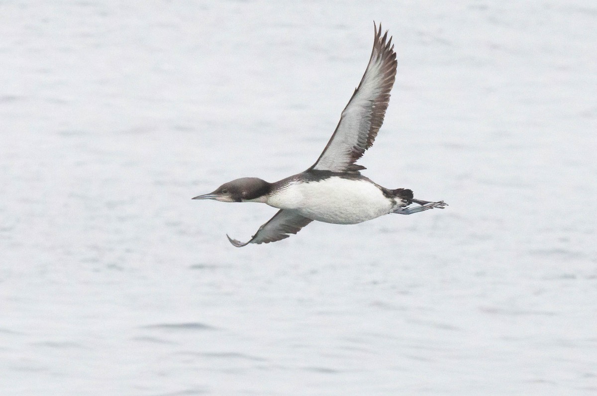 Pacific Loon - John Scharpen