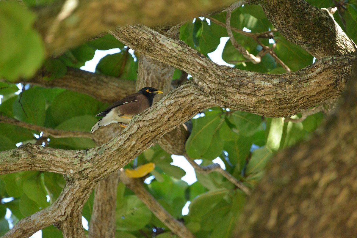 Common Myna - Monica Mesch