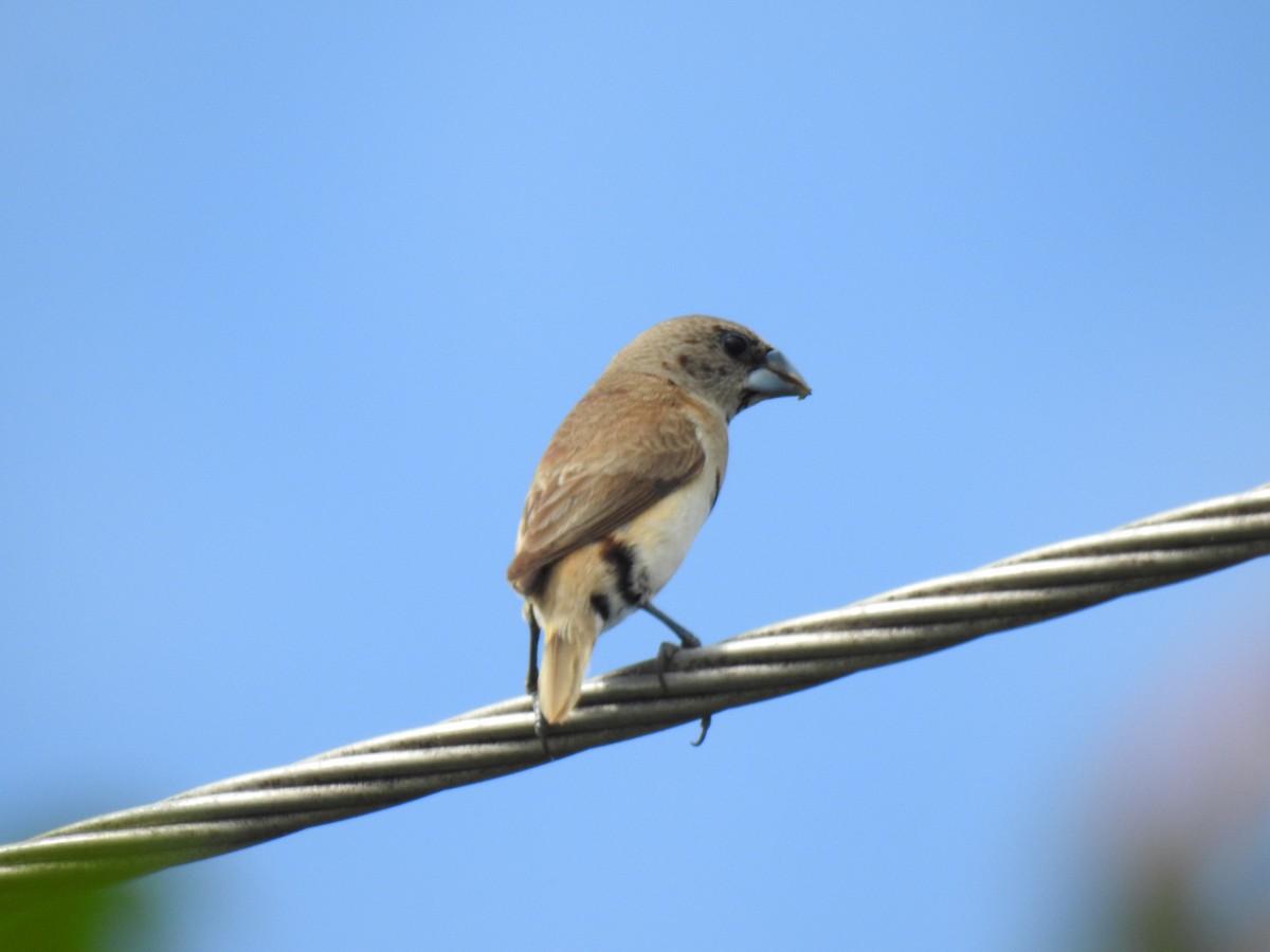 Chestnut-breasted Munia - Monica Mesch