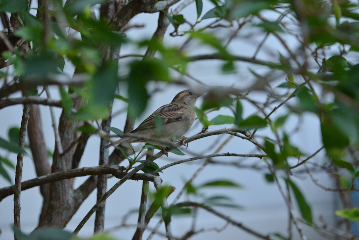 House Sparrow - Monica Mesch