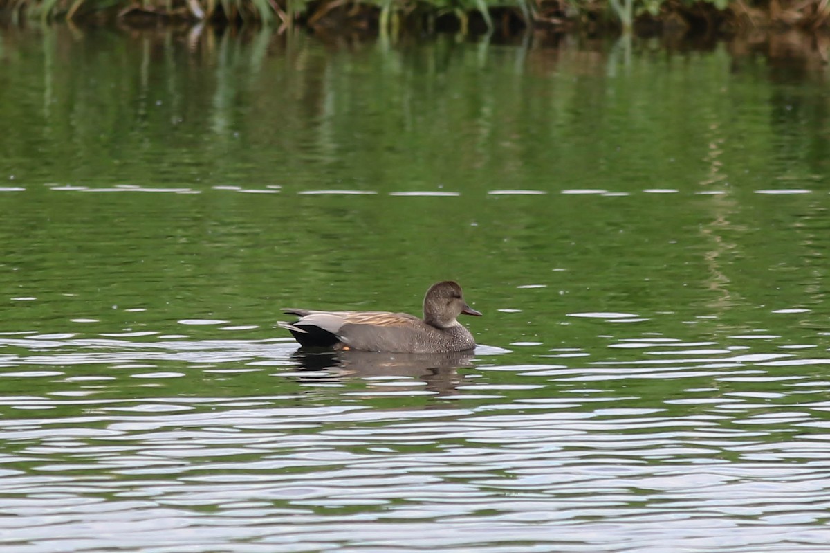 Gadwall - François Rivet