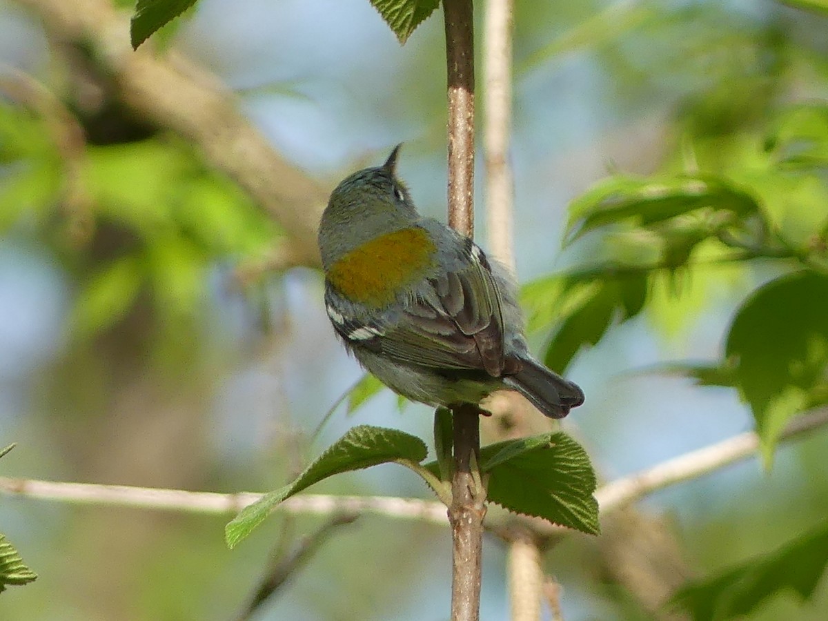 Northern Parula - Christian grenier Krisskinou