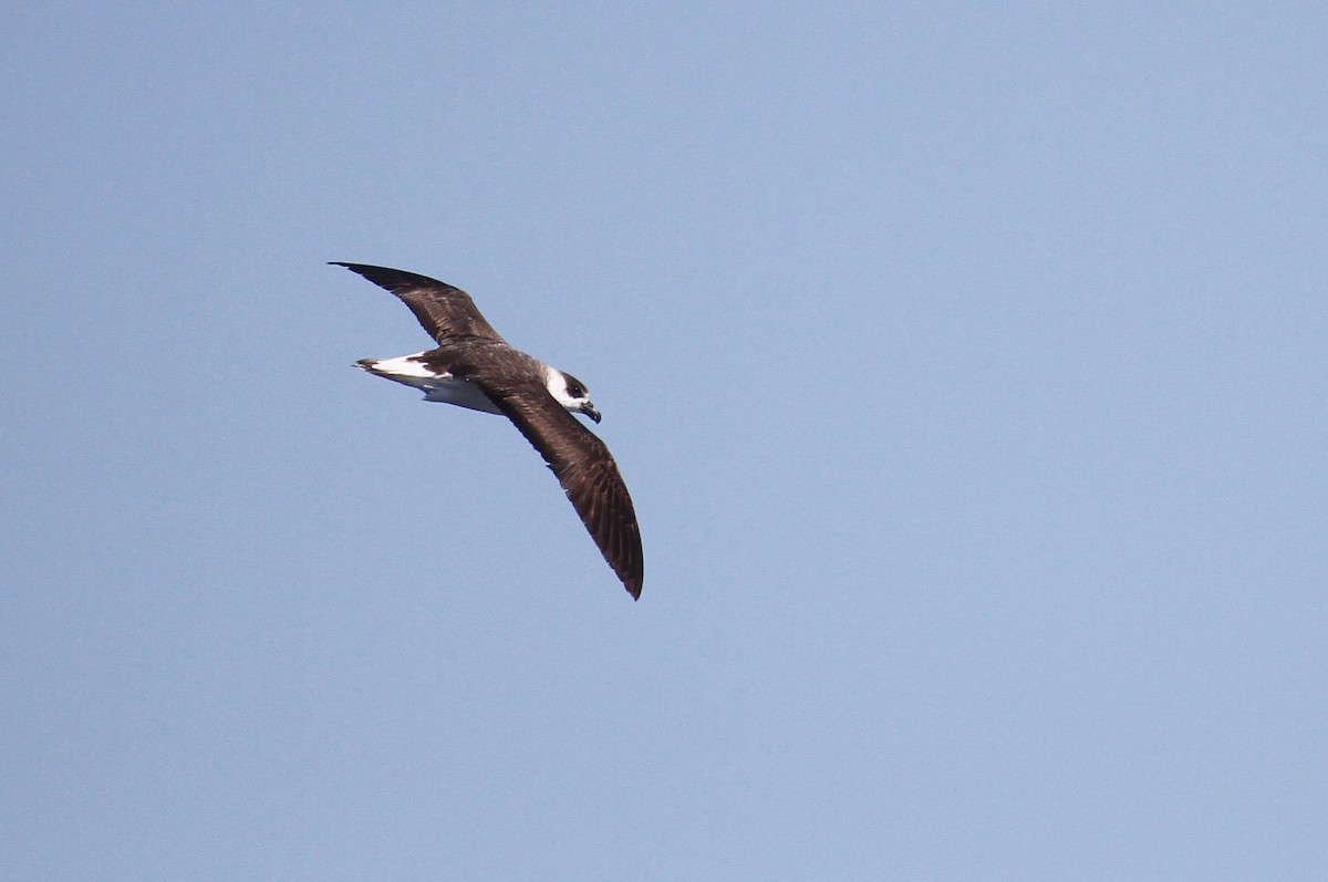 Black-capped Petrel - naomi h