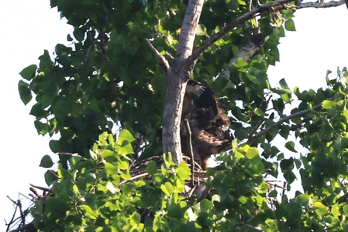 Bald Eagle - Jennifer Allison