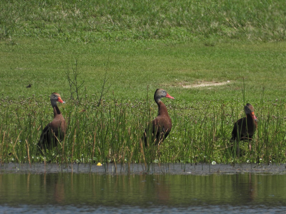 Black-bellied Whistling-Duck - Martha Cartwright