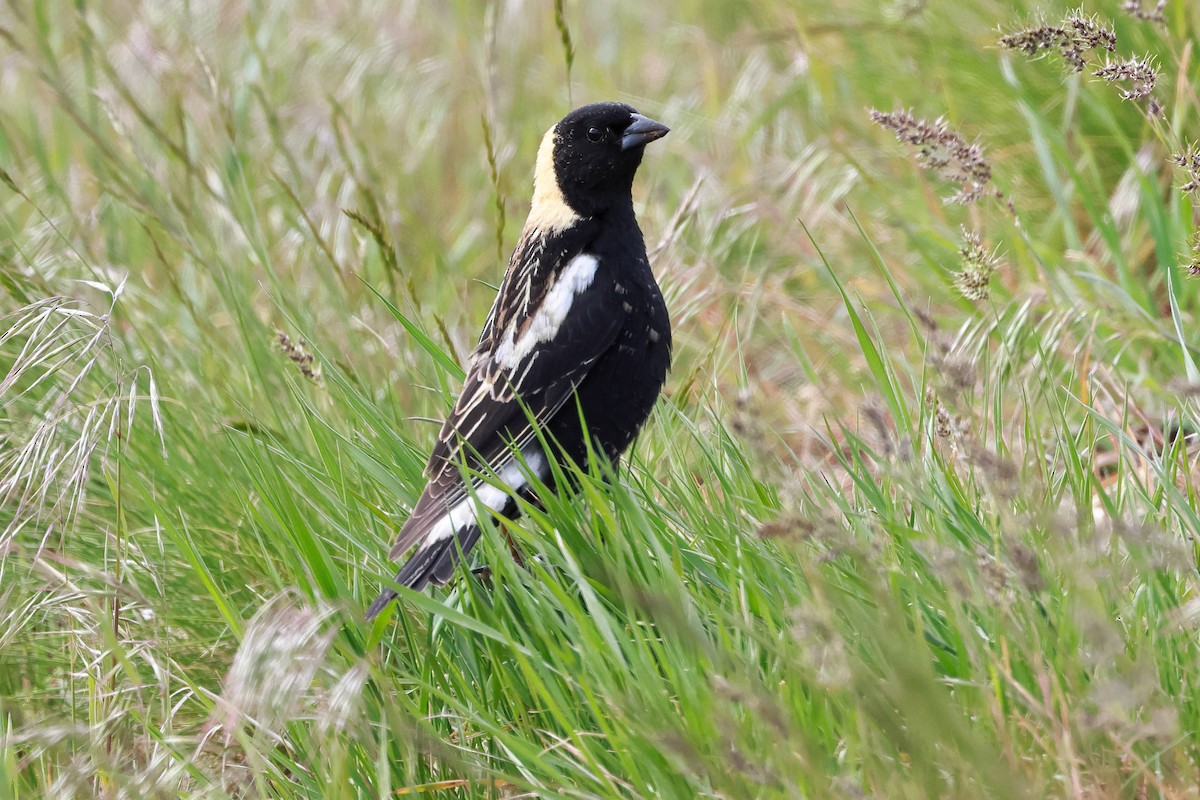 Bobolink - Steve Parker