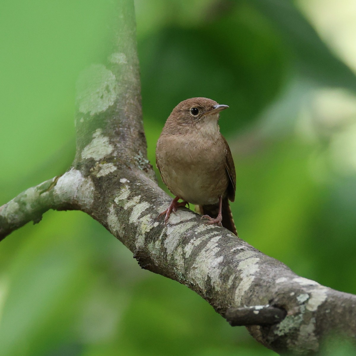 House Wren (Northern) - Jesse Boone