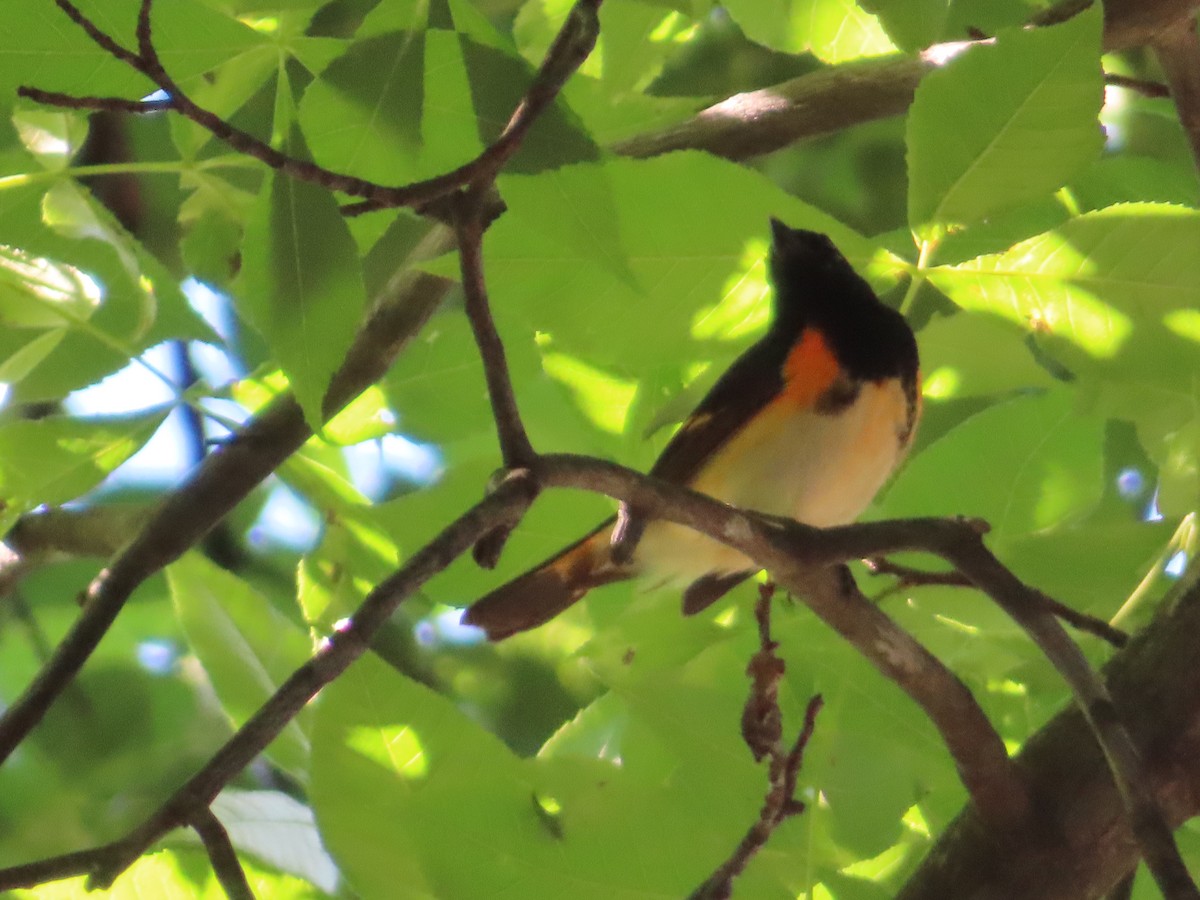 American Redstart - Carol Mullen