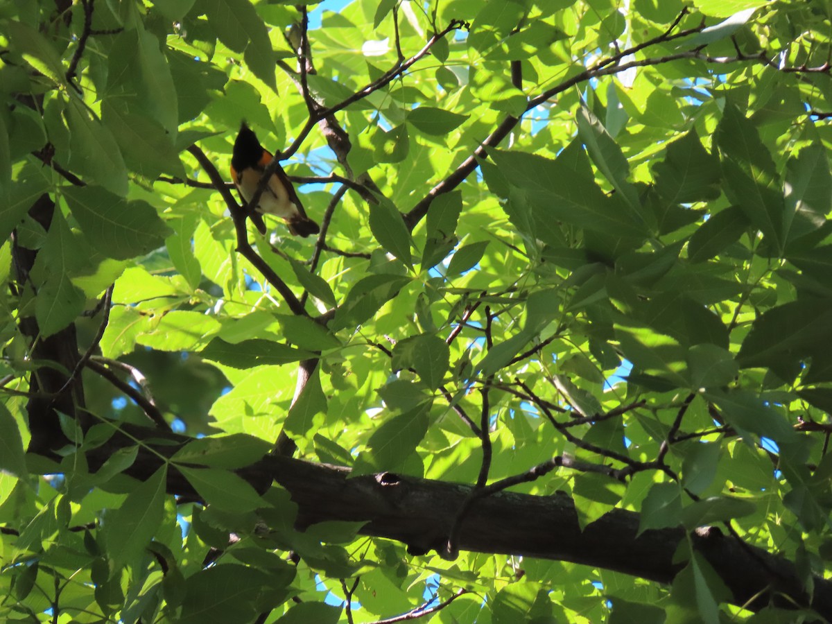 American Redstart - Carol Mullen