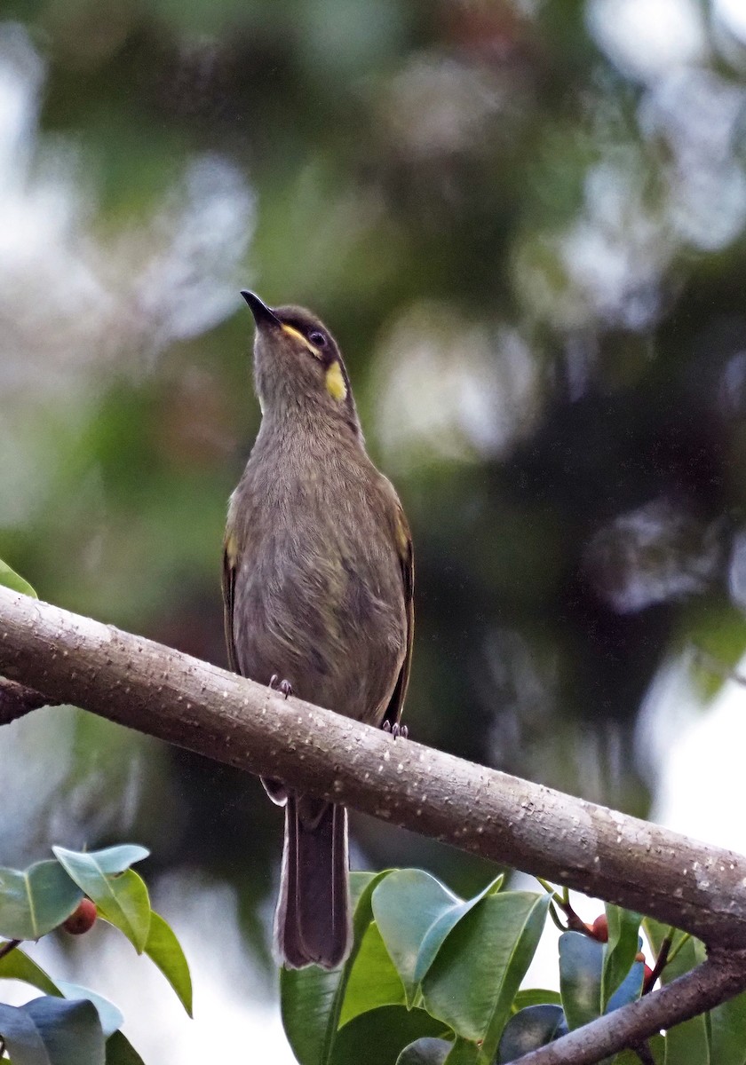 Yellow-spotted Honeyeater - Steve Law