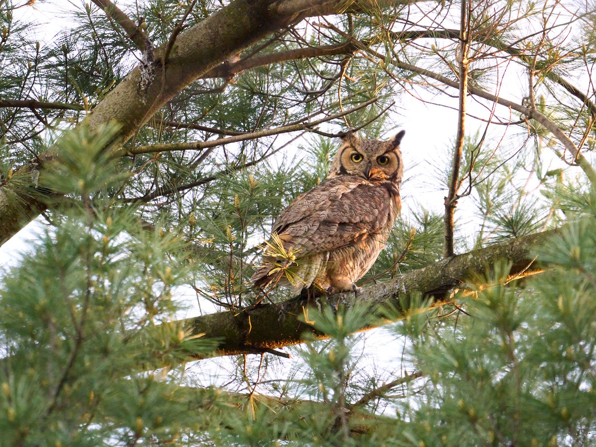 Great Horned Owl - ML619420538