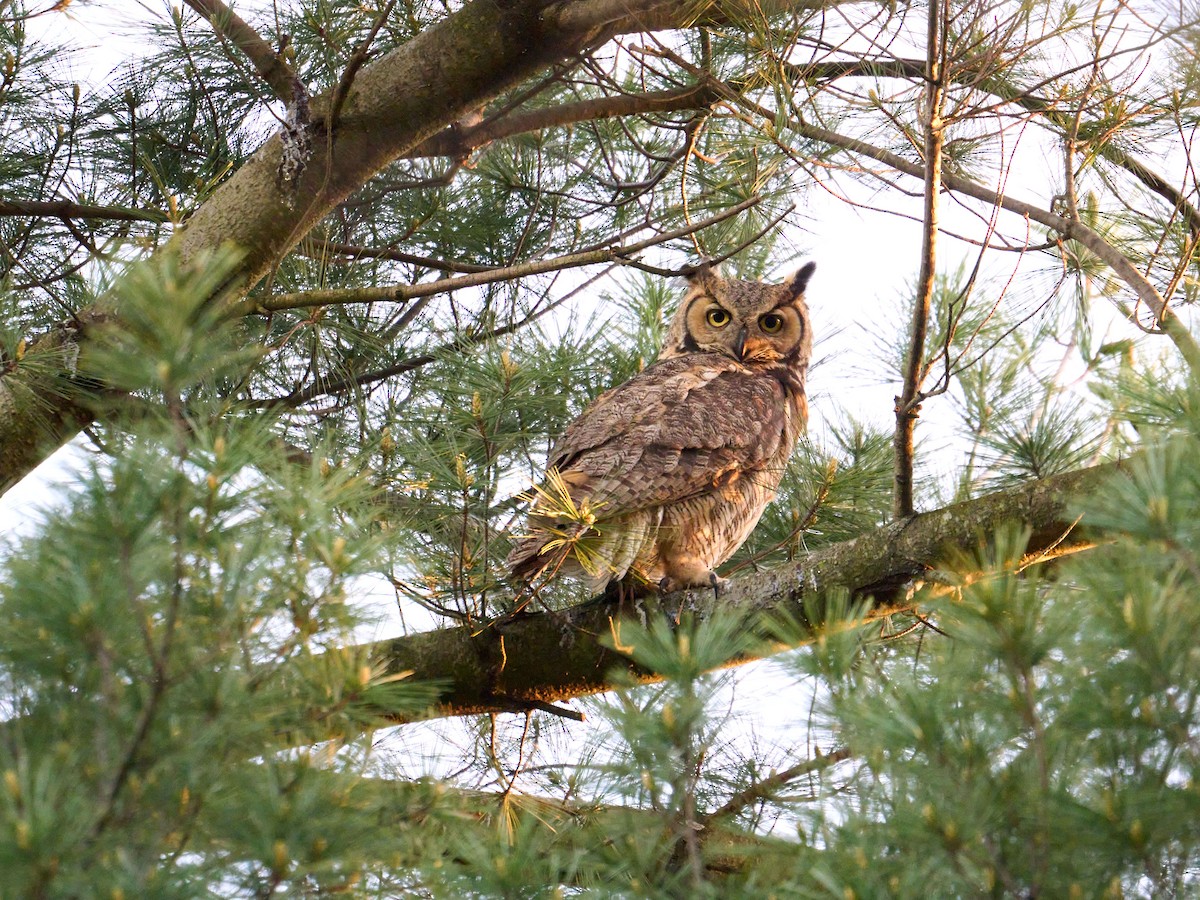 Great Horned Owl - Alex Eisengart