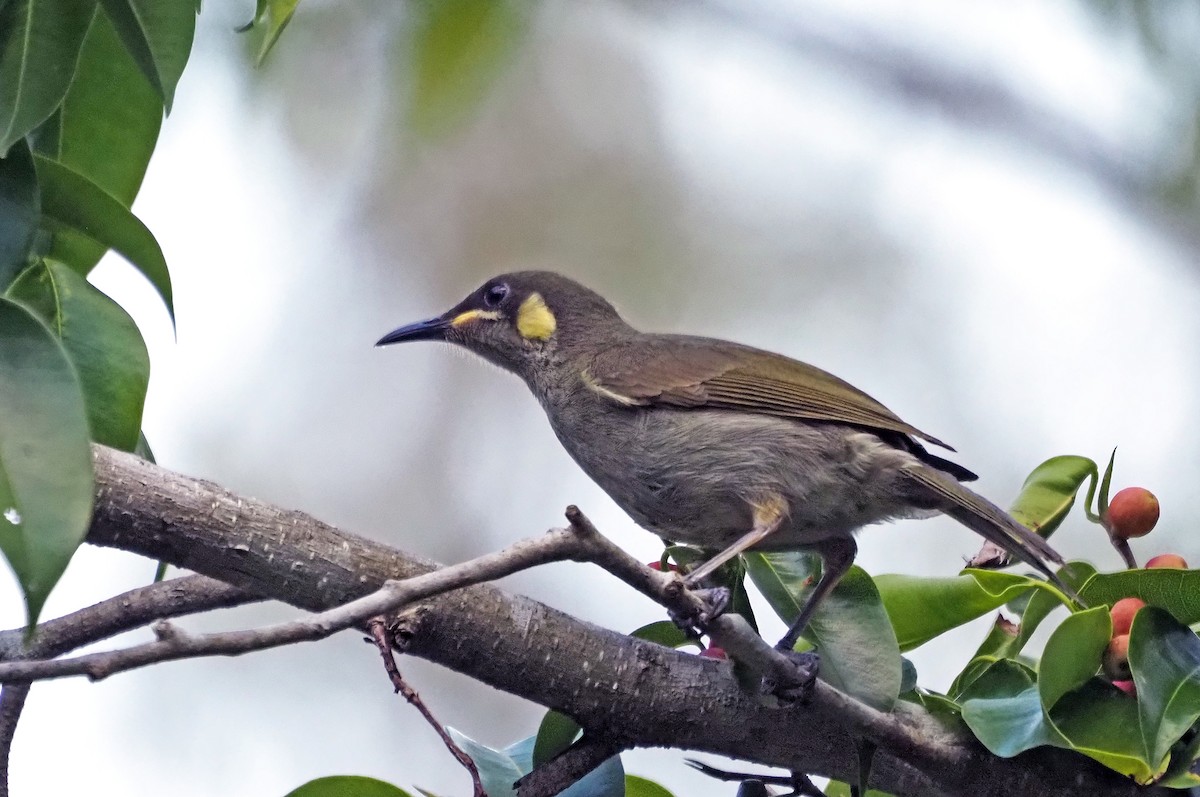 Yellow-spotted Honeyeater - Steve Law