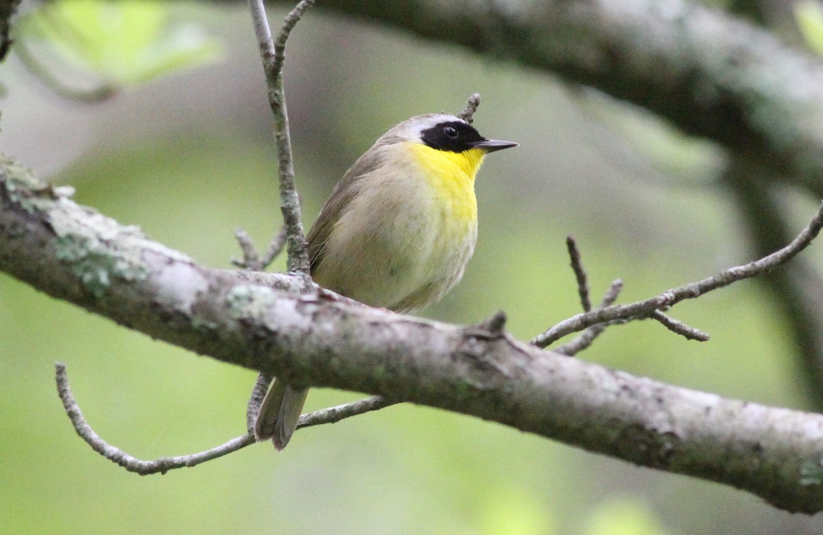 Common Yellowthroat - Chuck Imbergamo