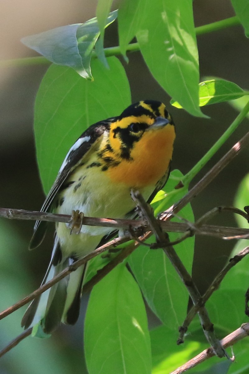 Blackburnian Warbler - Jennifer Allison