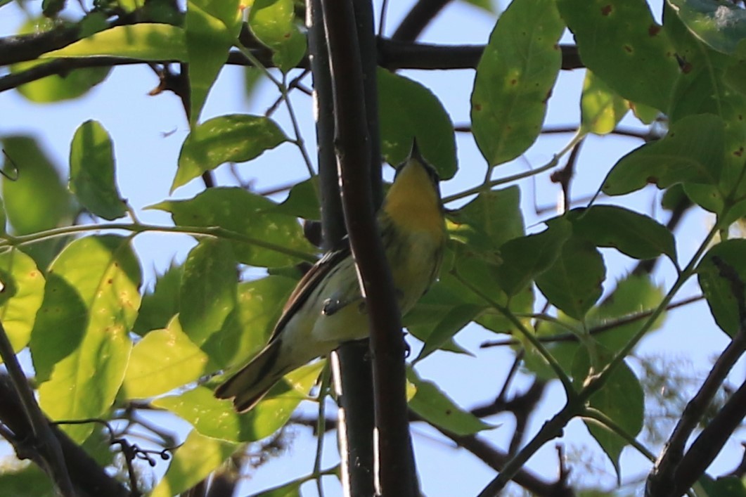 Blackburnian Warbler - Jennifer Allison