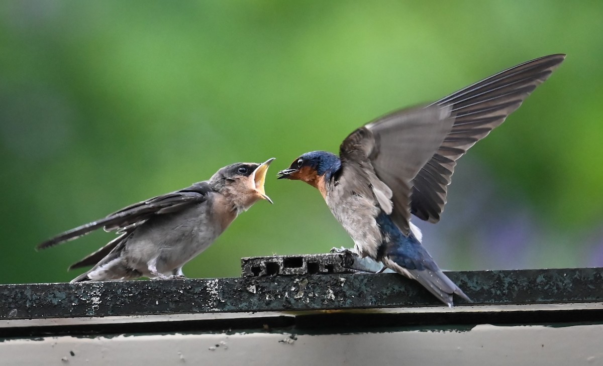 Pacific Swallow - Jade Neo