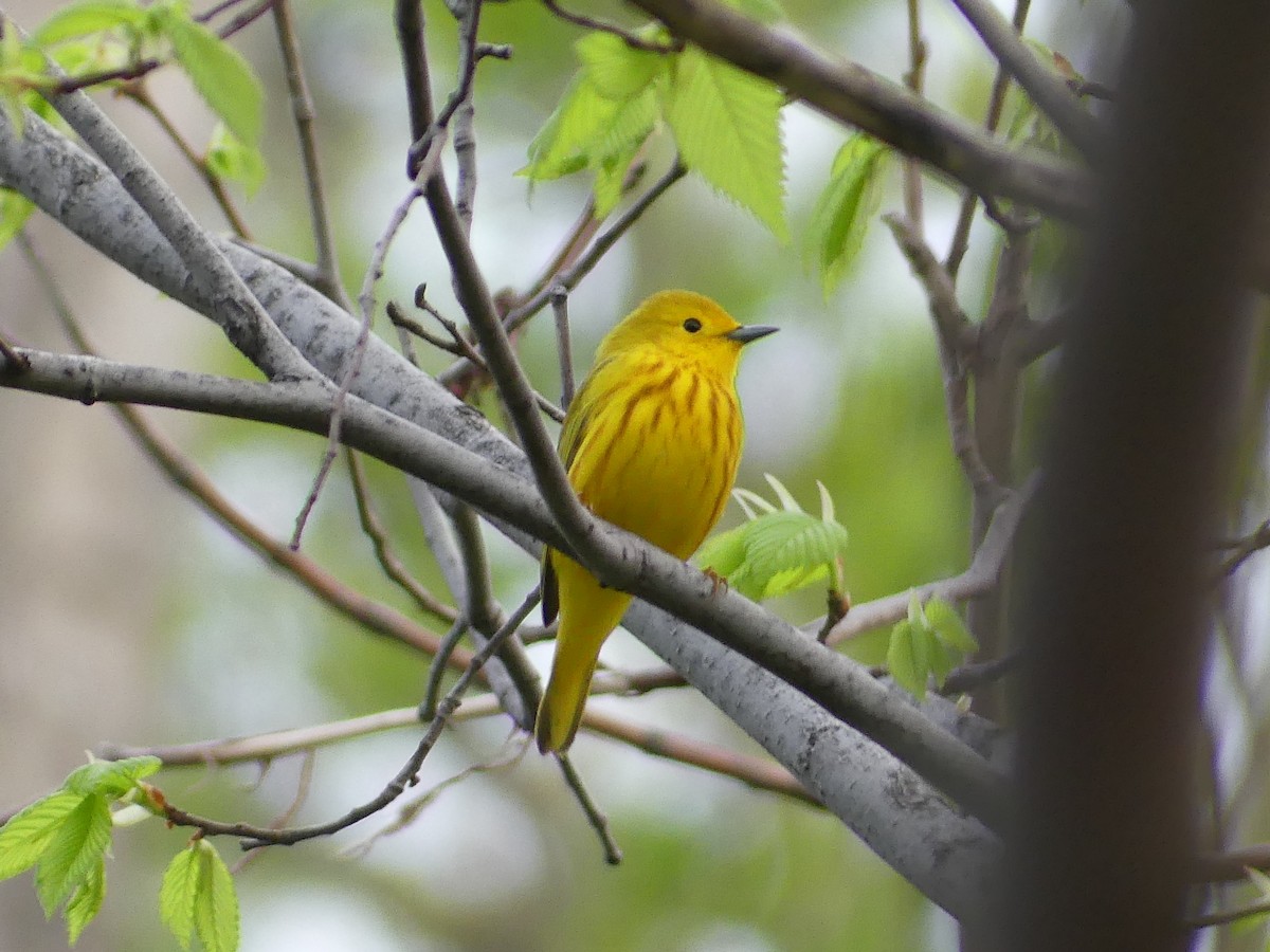 Yellow Warbler - Christian grenier Krisskinou