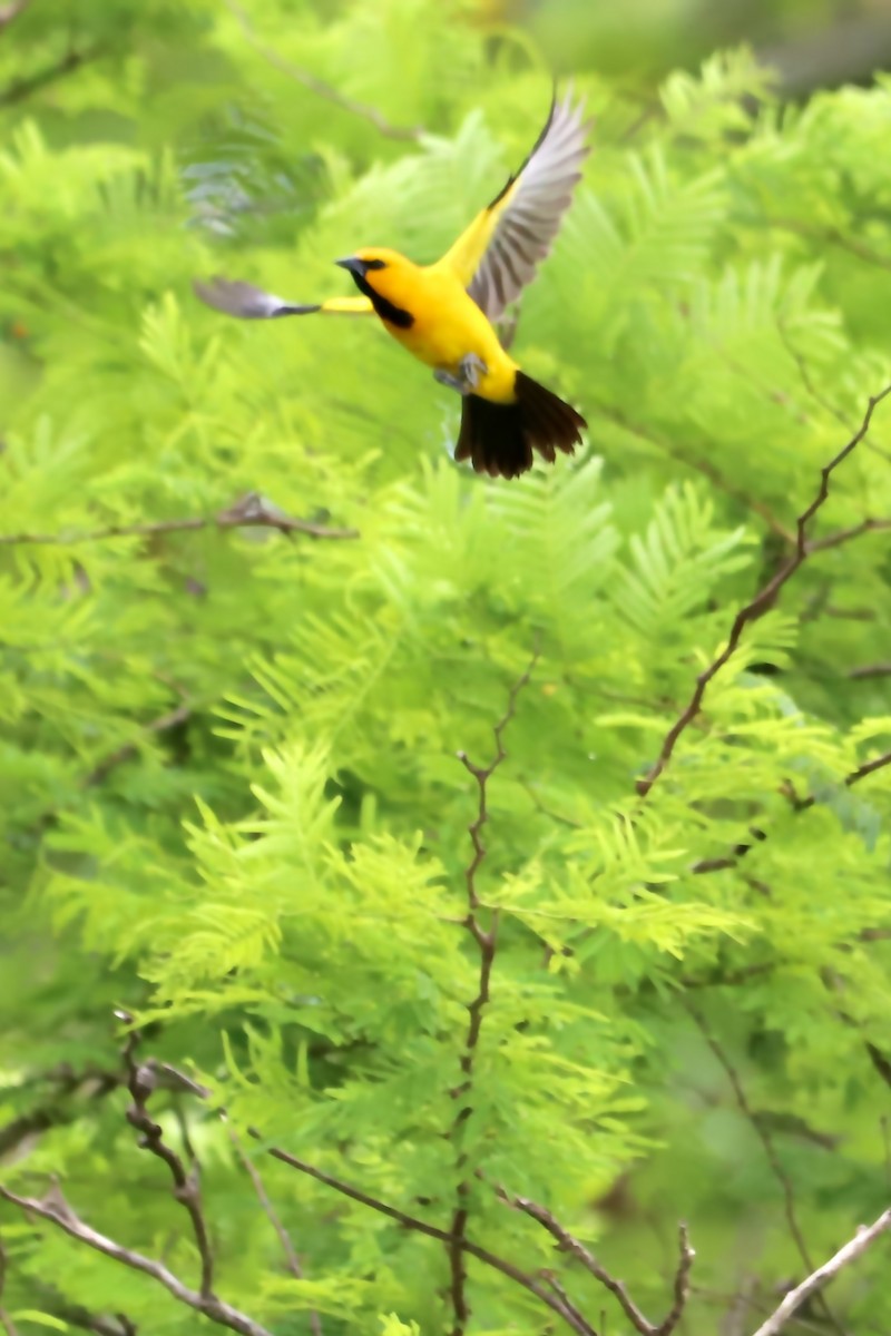 Yellow Oriole - Andres Felipe Bonilla