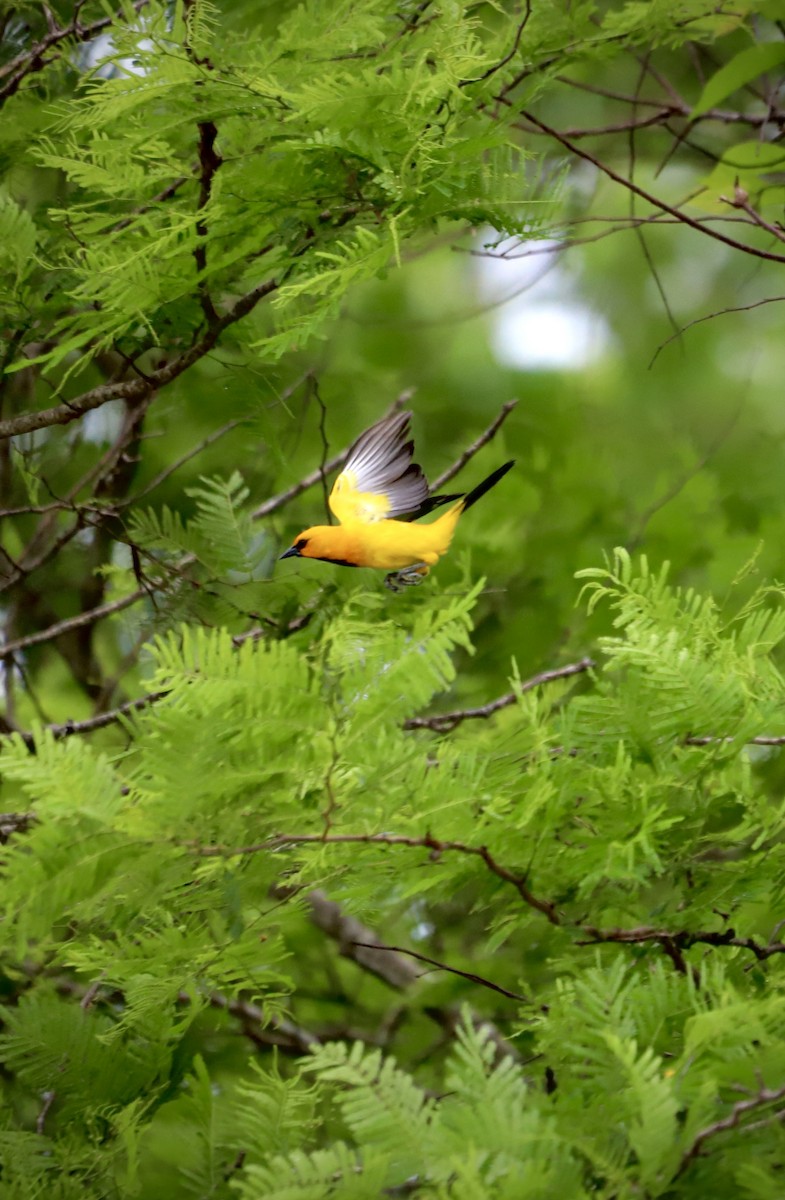 Yellow Oriole - Andres Felipe Bonilla