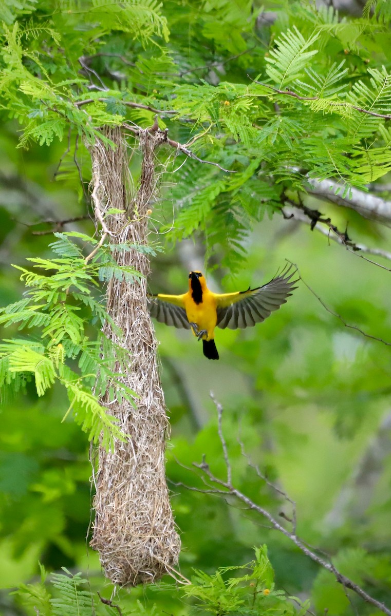 Yellow Oriole - ML619420576