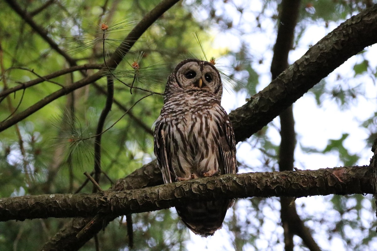 Barred Owl - Gavin Qian