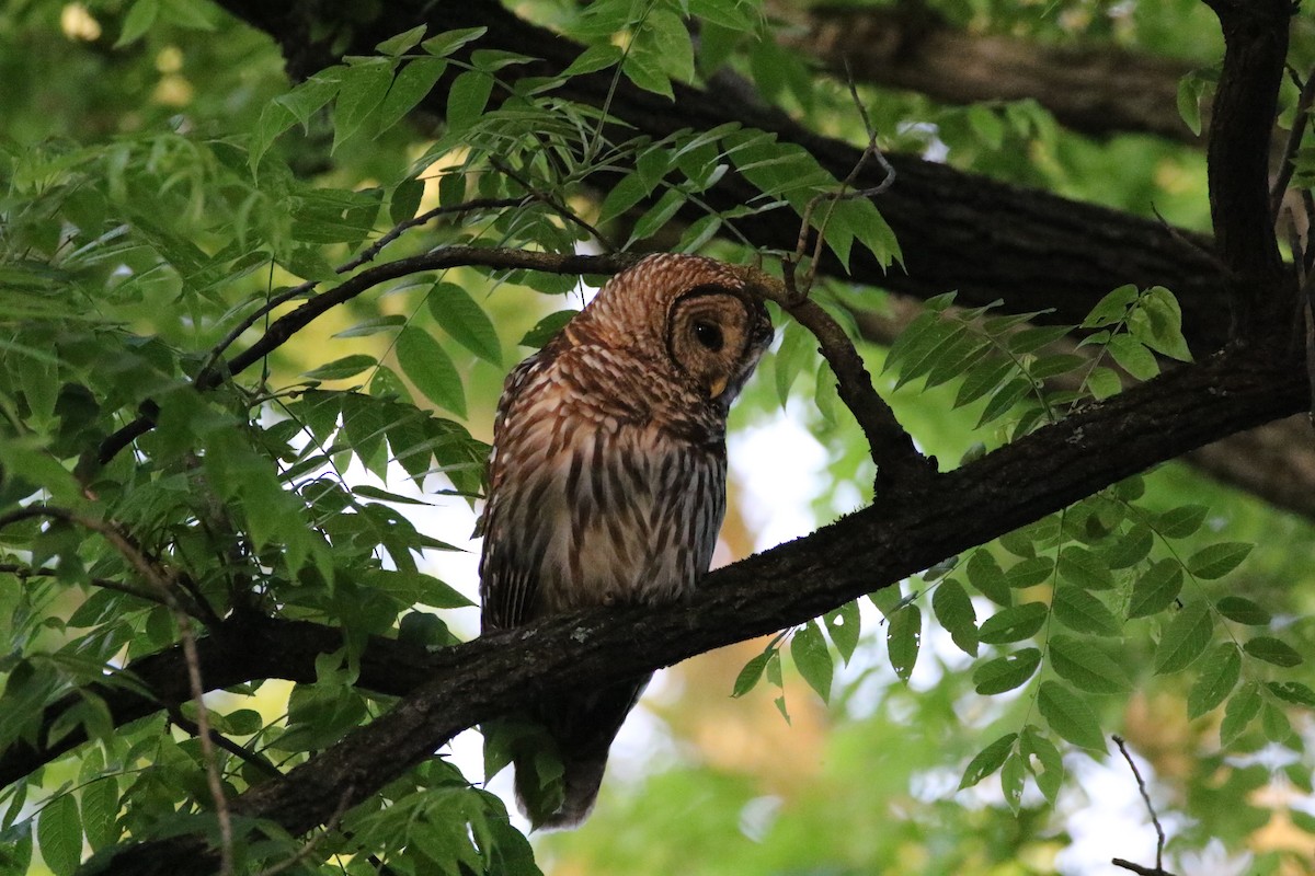 Barred Owl - Gavin Qian