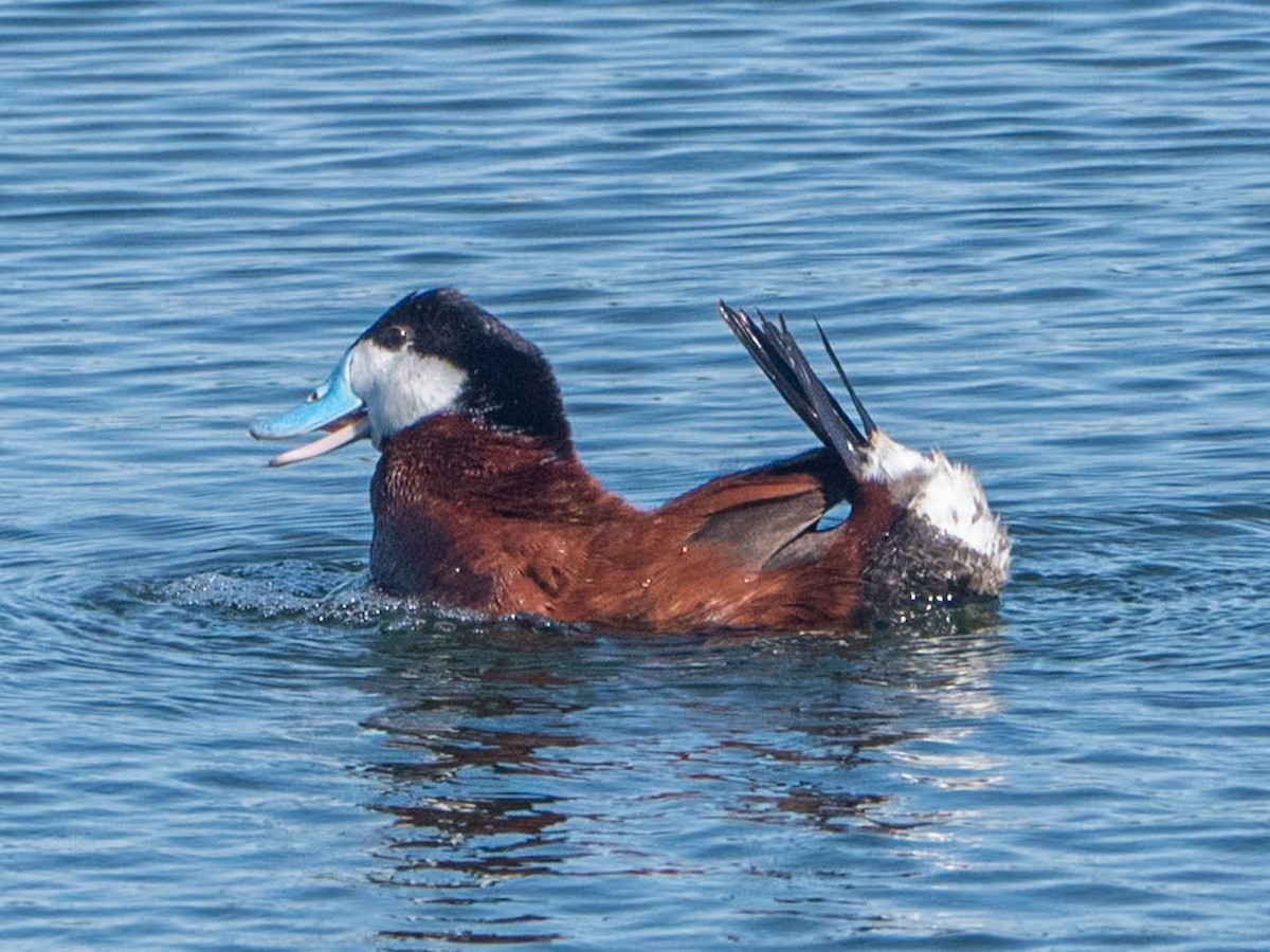 Ruddy Duck - Kurt Buzard