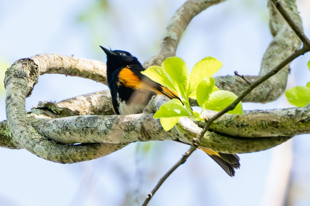 American Redstart - Shori Velles