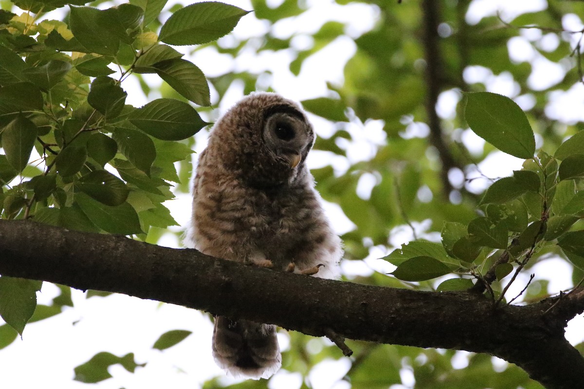 Barred Owl - Gavin Qian