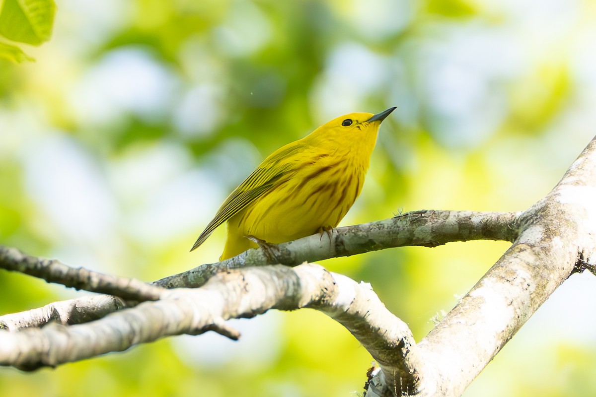 Yellow Warbler - Shori Velles