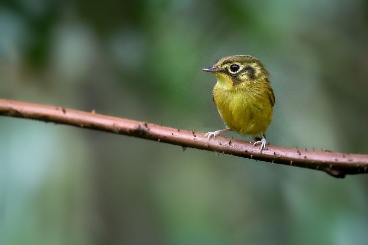 White-throated Spadebill - Thiane Melen